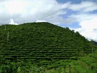 村中山野