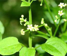 茜草[茜草屬植物]