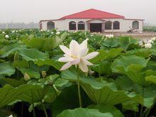 北張莊蓮藕種植示範園