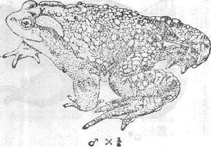 大蟾蜍中華亞種