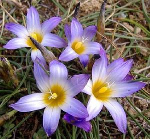 （圖）沙洲蕃紅花