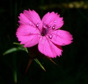 花瓣有脈紋，邊緣鋸齒狀