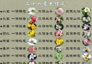 二十四番風信花