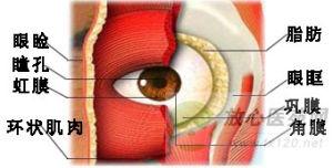 眼瞼腫瘤