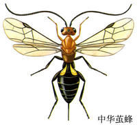 中華繭蜂