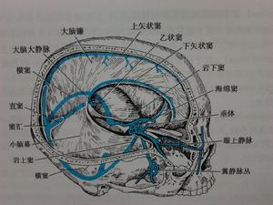 硬腦膜及硬腦膜竇