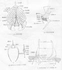 基鰓骨