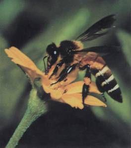 蘇拉威西蜂