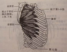 前鋸肌的位置