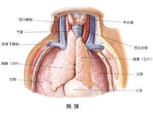 內分泌紊亂