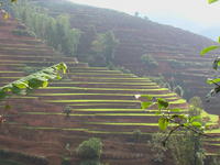 南茂河村耕地