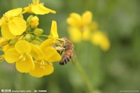 油菜花蜂蜜