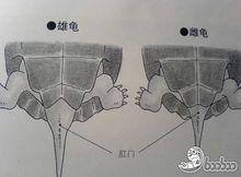 草龜分公母