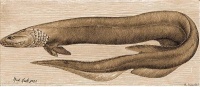 擬鰻鮫
