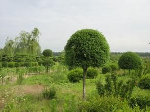 東蛇山子鄉