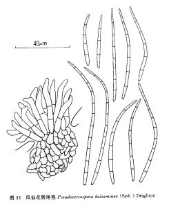 鳳仙花假尾孢