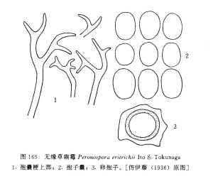 無緣草霜霉