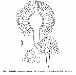 埋藏麴黴