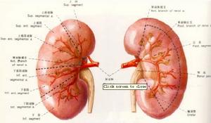 過敏性紫癜性腎炎