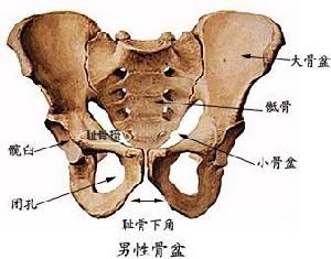 恥骨梳