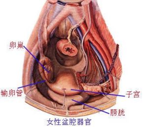 尿道黏膜脫垂症