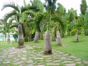 中國科學院西雙版納熱帶植物園