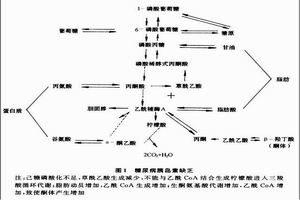 糖尿病酮症酸中毒