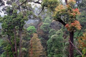 九龍江國家森林公園