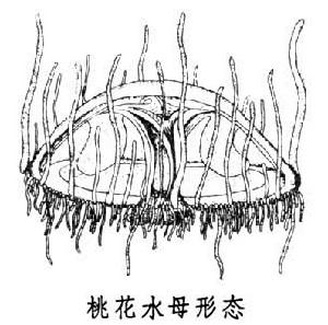 桃花水母屬