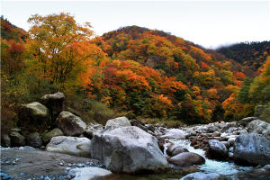 摩天嶺[四川青川縣]