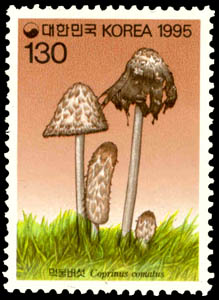 Corprinus comatus Pers.