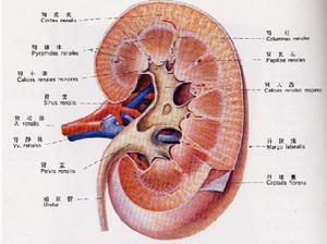 小兒慢性腎小球腎炎