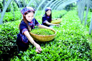 泰山女兒茶