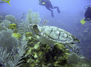 Hawksbill sea turtle