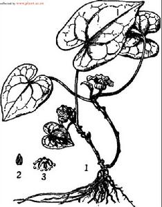 川北細辛，圖註：1．植株，2.雄蕊,3．柱頭。