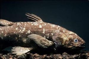 拉蒂邁魚標本
