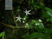 小雪花[茜草科雪花屬植物]