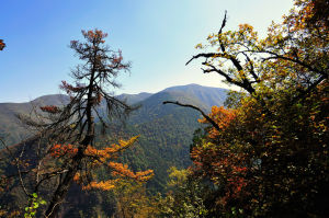 武山縣老君山