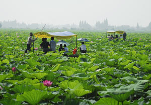 揚州寶應湖國家濕地公園