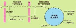 代謝過程中的物質轉變