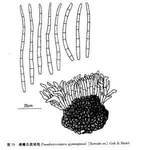 裸瓣瓜假尾孢