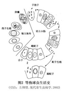 等孢球蟲病