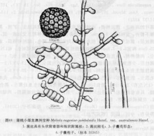 蒲挑小煤炱澳洲變種