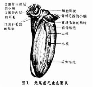 前毛蟲屬