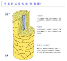 毛鱗片修復液