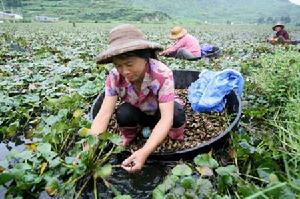 （圖）雁盪鎮村民在田壟里種植菱角