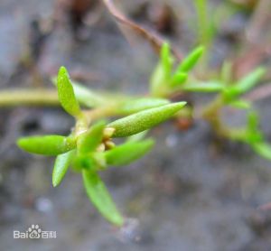 東爪草亞科