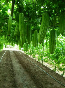 金杯油綠苦瓜