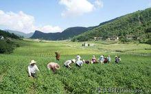 黃糧鎮