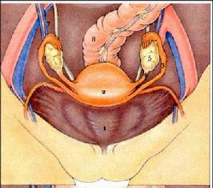 卵巢黃素瘤